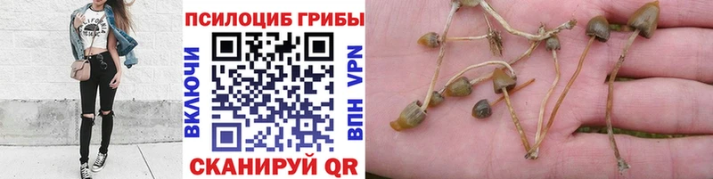 Галлюциногенные грибы мицелий  где продают   Армавир 